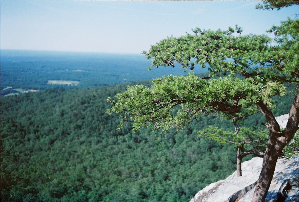 árvore verde na formação rochosa cinzenta durante o dia