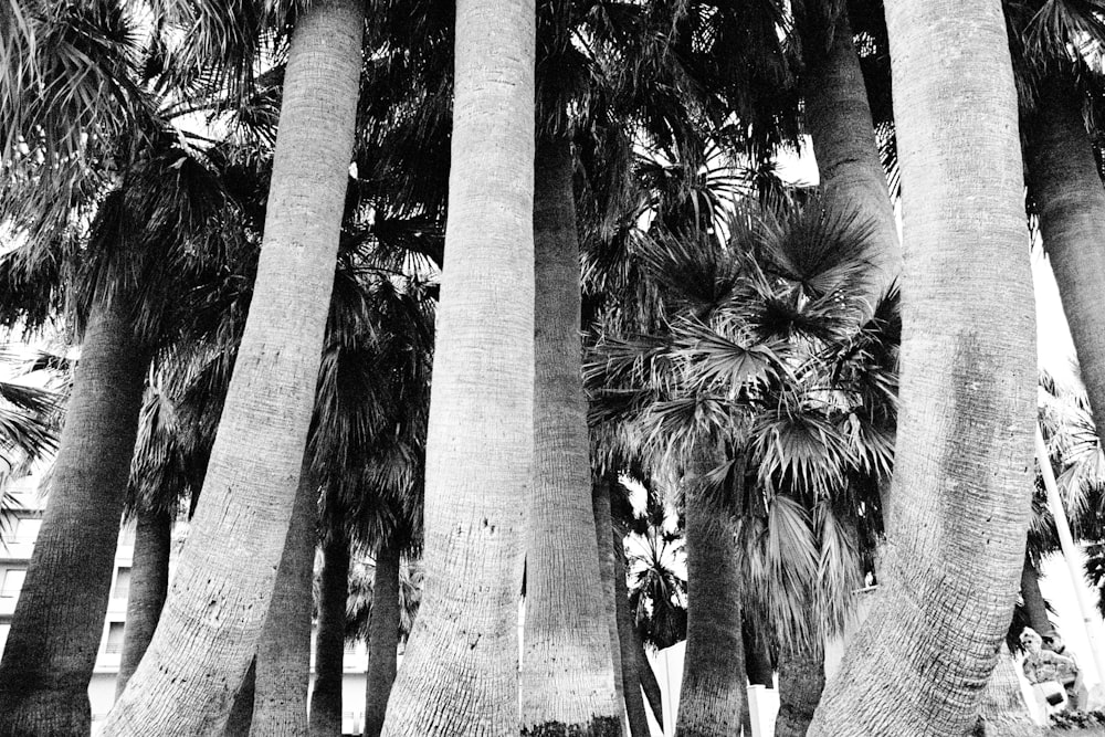 palm trees in grayscale photography