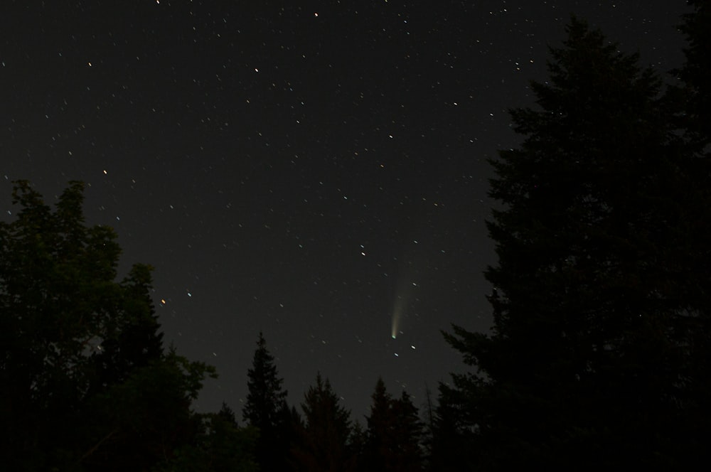 green trees under starry night