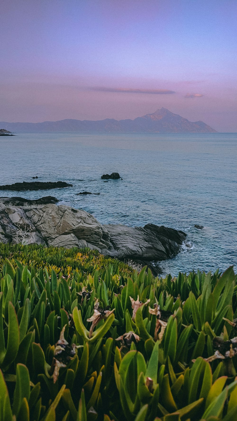 green grass near body of water during daytime