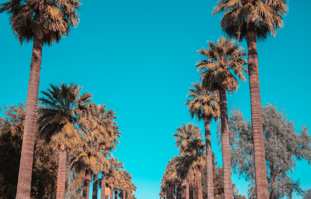 green palm trees near brown concrete building during daytime