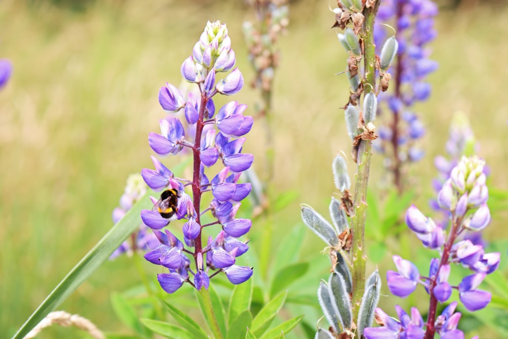 purple flower in tilt shift lens