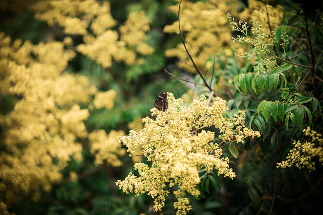 brown bird on yellow flower during daytime
