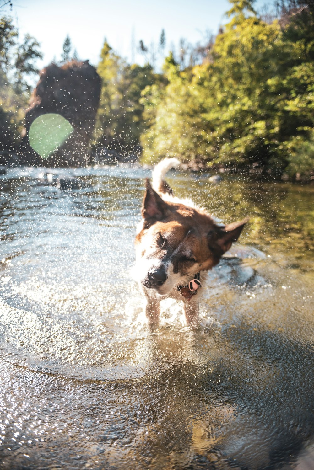 cão de pelagem curta marrom e branco correndo na água durante o dia