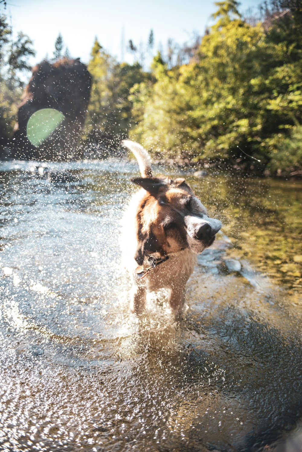 brown and white short coated dog running on water during daytime