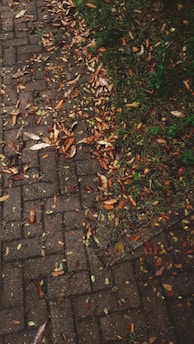 A team clearing colorful autumn leaves from a garden pathway.