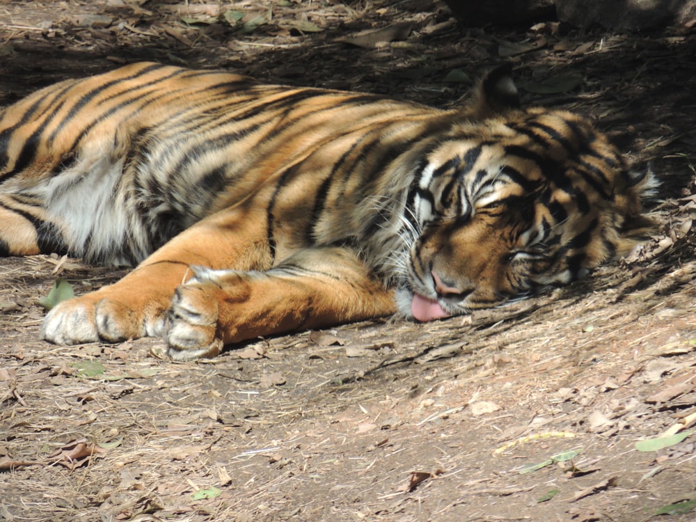 tiger lying on brown soil