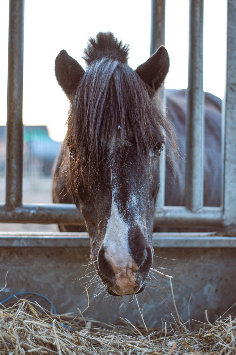 brown horse in cage during daytime
