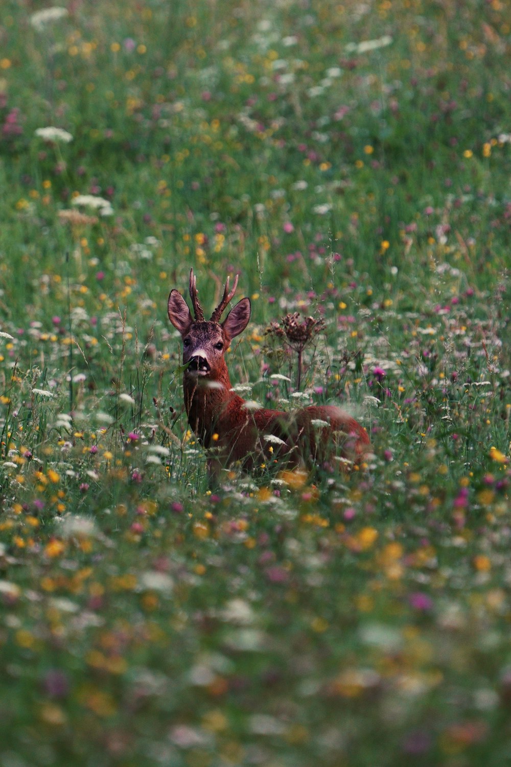 Cervo bruno sul campo di erba verde durante il giorno