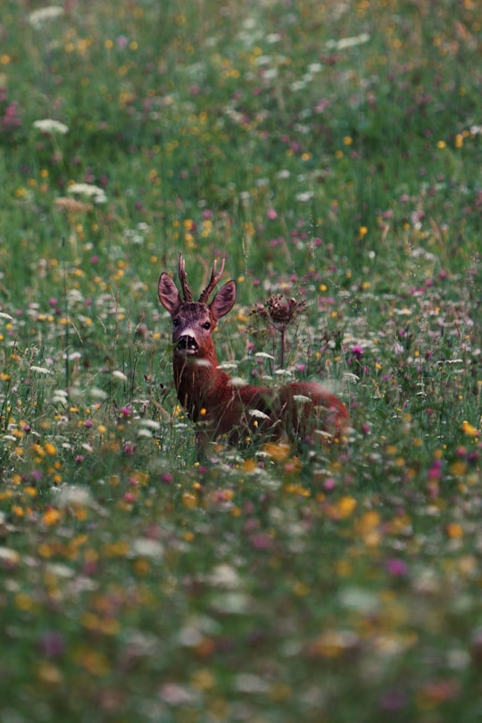 brown deer on green grass field during daytime in Carinthia Austria