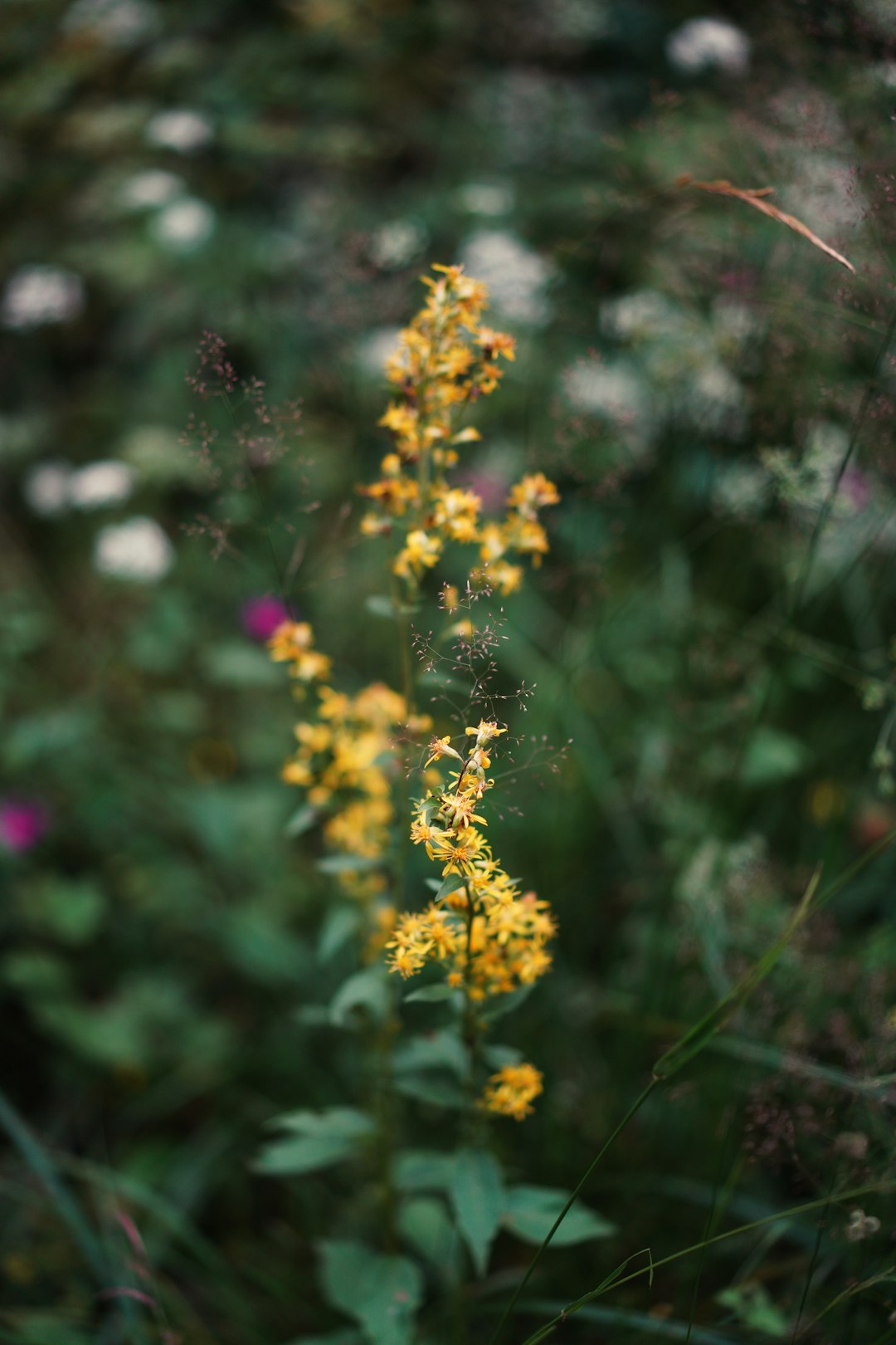 yellow flower in tilt shift lens