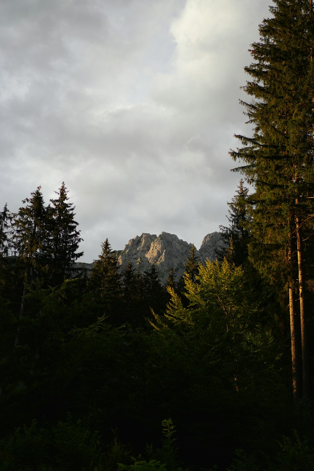 green trees near mountain under white clouds during daytime