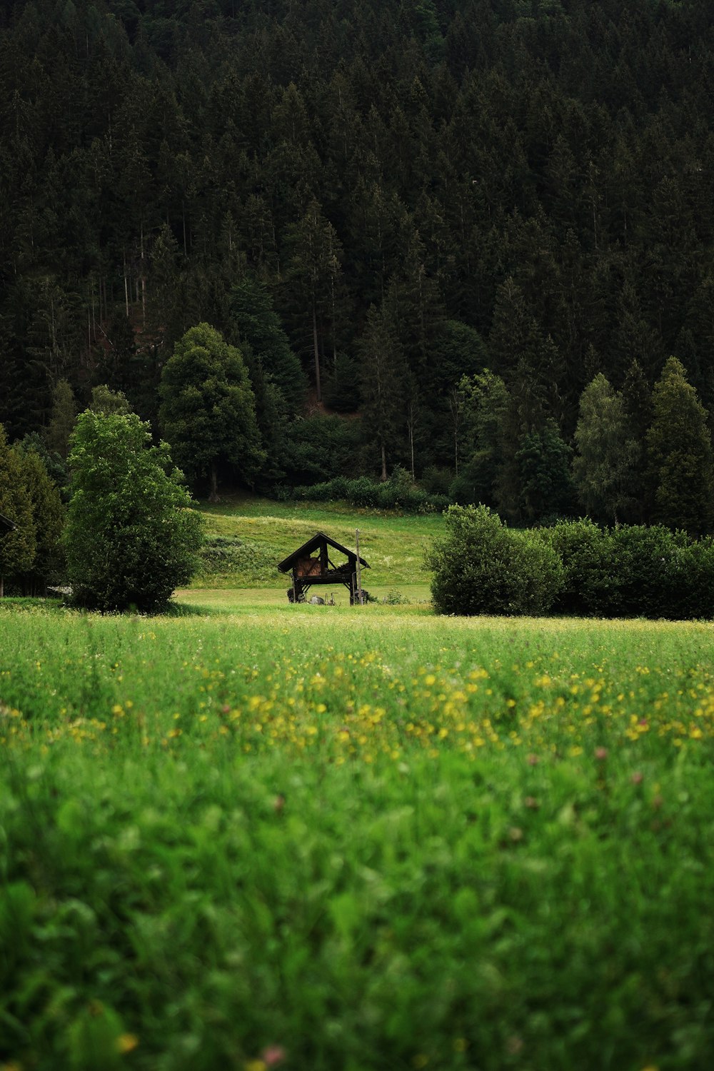 green grass field near green trees during daytime