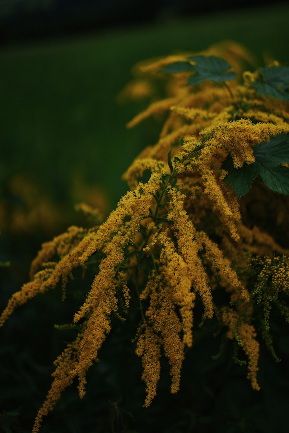 クローズアップ写真の緑と茶色の植物