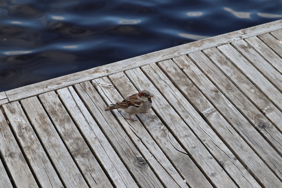 Dock photo spot PÃ¤rnu Estonia