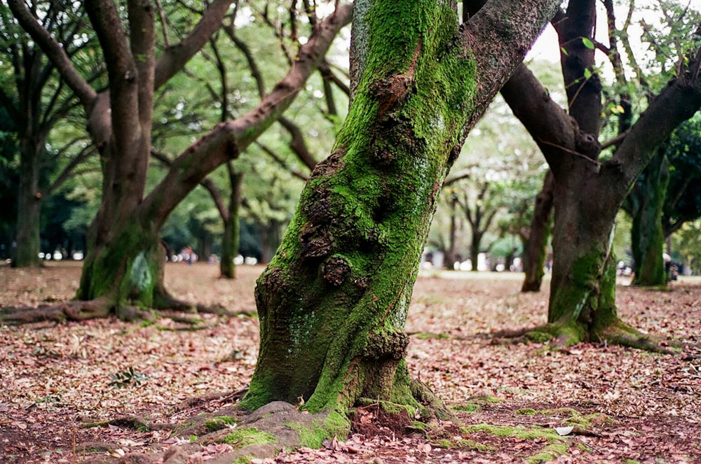 green tree trunk on brown soil