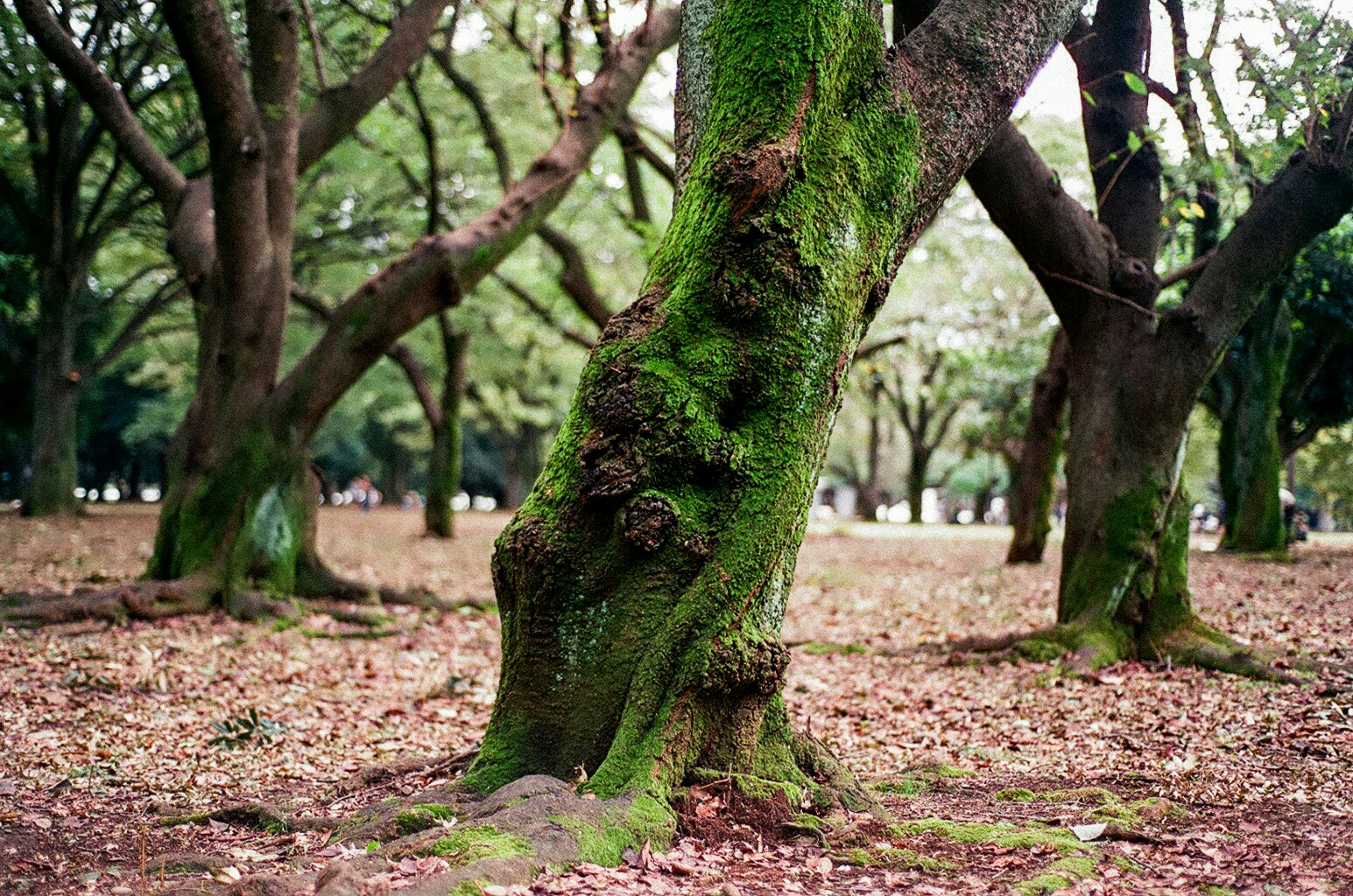 green tree trunk on brown soil