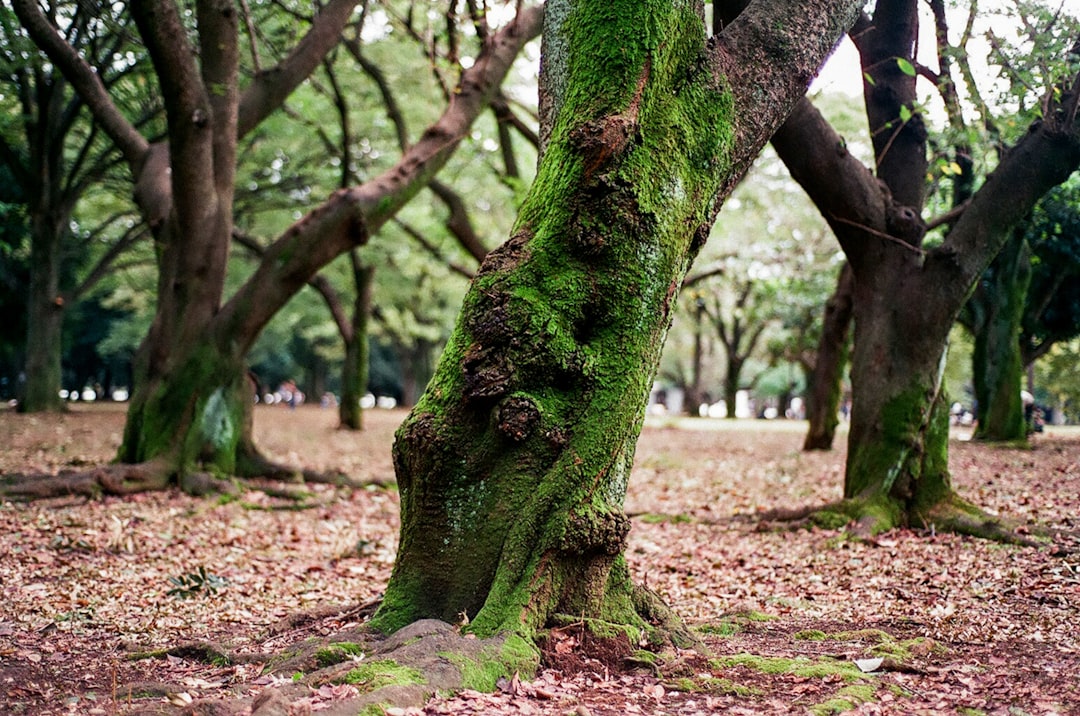 Forest photo spot Yoyogi Park Mount Mitake