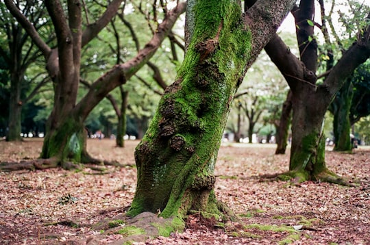 green tree trunk on brown soil in Yoyogi Park Japan