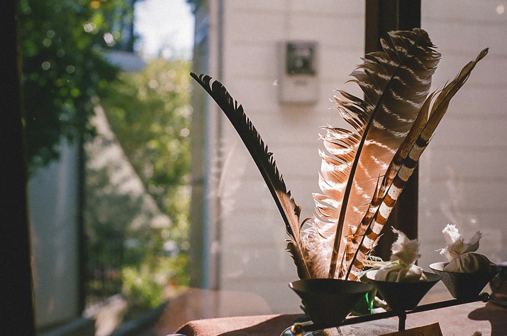 brown and white feather on brown pot