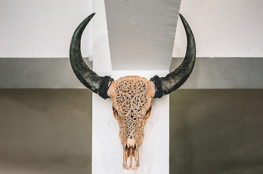 brown and black giraffe head wall decor in Hayama Japan