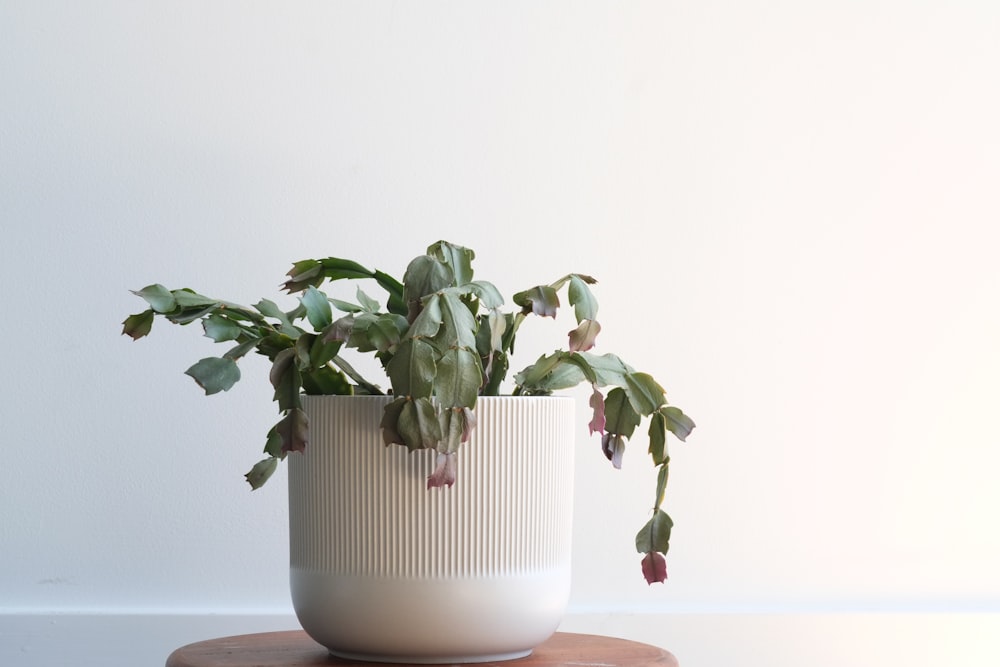 green plant on white ceramic pot