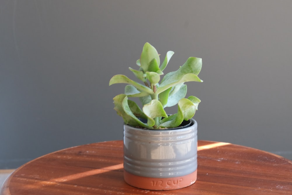 green plant in gray ceramic pot