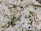 A close-up view of a dish consisting of basmati rice mixed with vegetables. The white rice grains are interspersed with vibrant green beans, peas, and orange carrot slices, suggesting a vegetable pulao or biryani. The texture of the rice appears fluffy and slightly glistening.