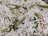 A close-up view of a dish consisting of basmati rice mixed with vegetables. The white rice grains are interspersed with vibrant green beans, peas, and orange carrot slices, suggesting a vegetable pulao or biryani. The texture of the rice appears fluffy and slightly glistening.