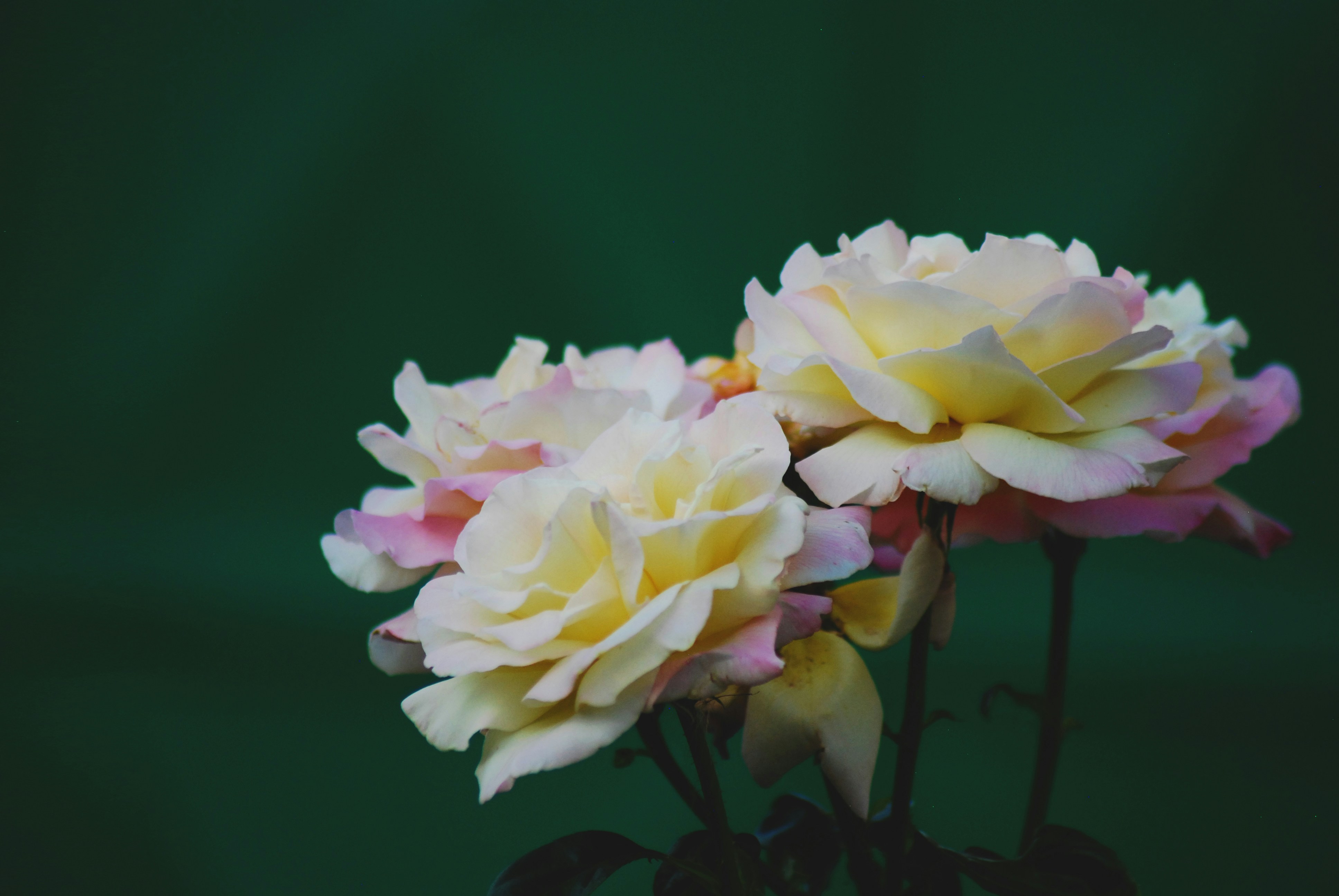 Photo by origamiaround