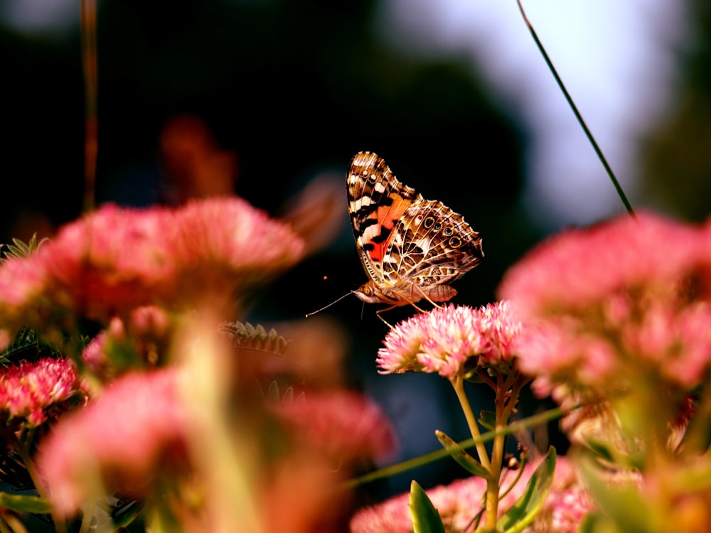 borboleta da senhora pintada empoleirada na flor cor-de-rosa