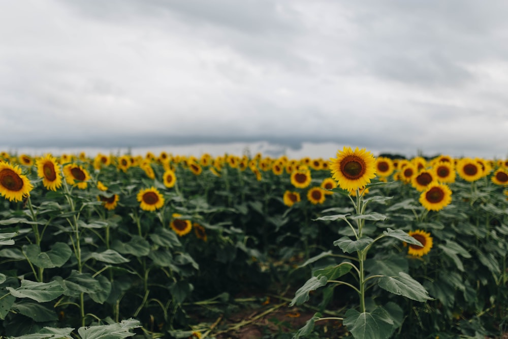 campo di girasoli sotto il cielo nuvoloso durante il giorno