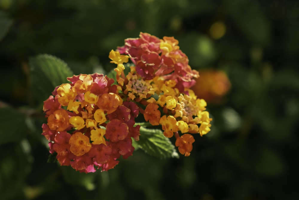 pink and yellow flower in tilt shift lens