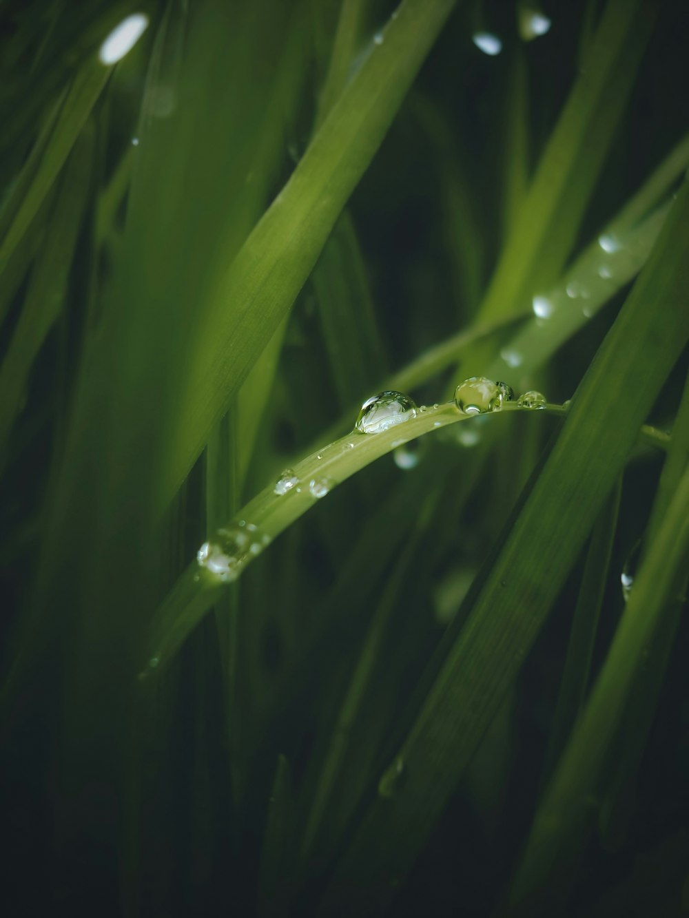 water droplets on green grass