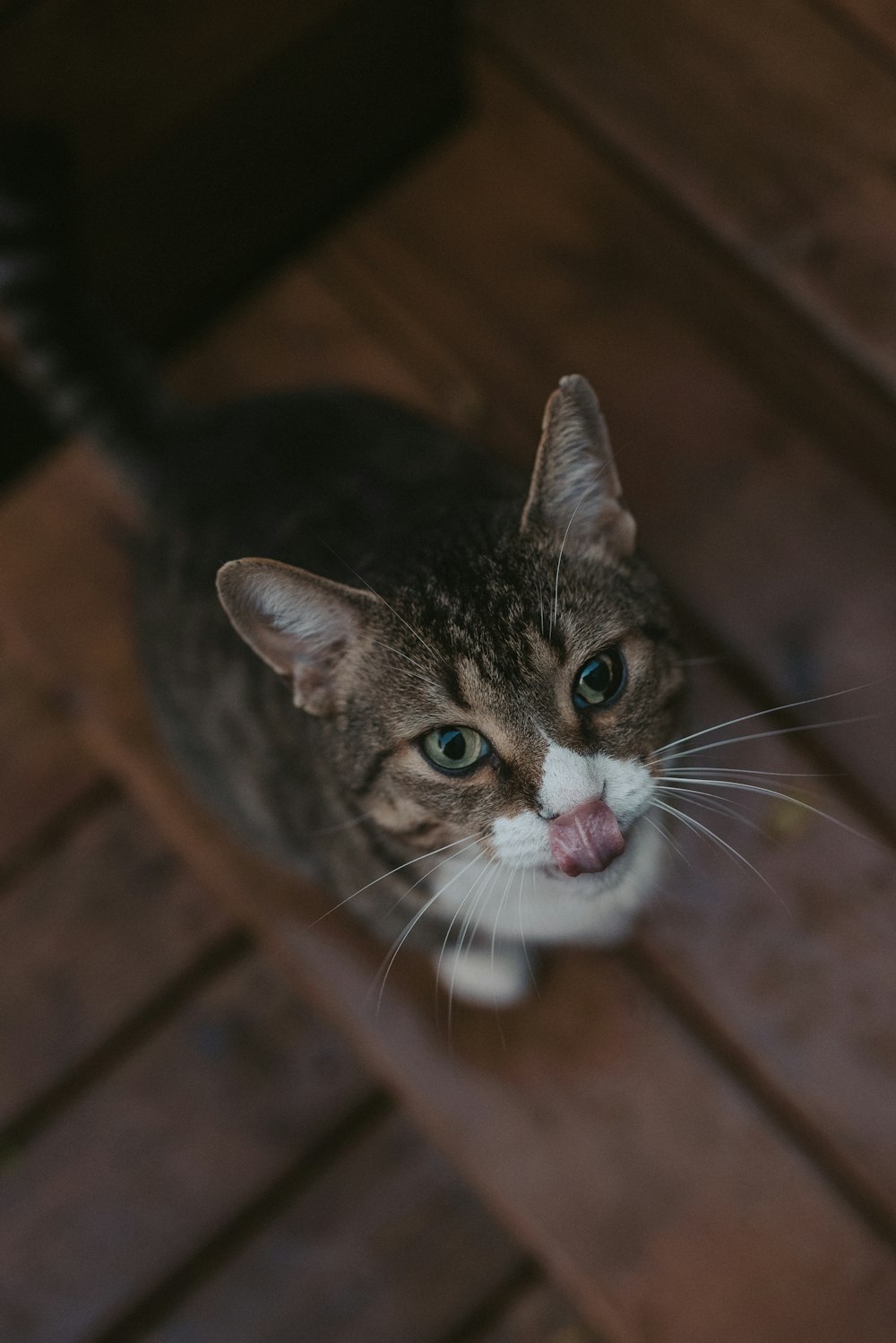 brown tabby cat with white eyes