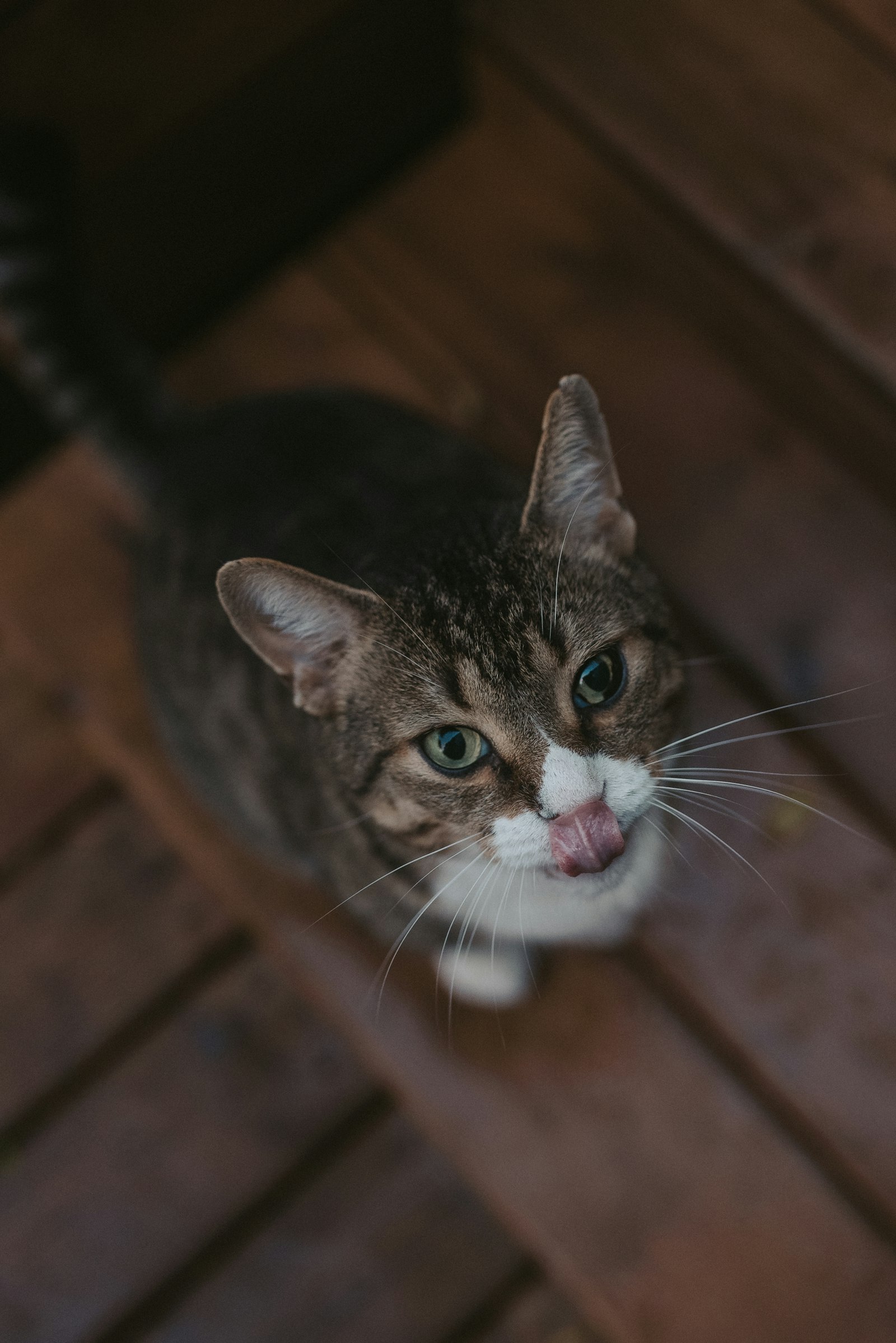 Nikon D750 + Sigma 35mm F1.4 DG HSM Art sample photo. Brown tabby cat with photography