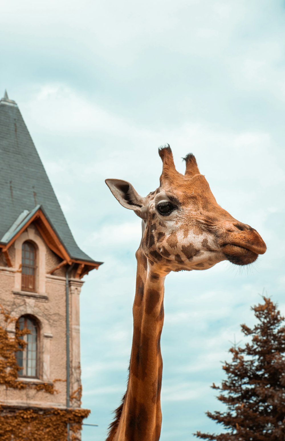 Braune Giraffe steht tagsüber in der Nähe von braunem Holzhaus