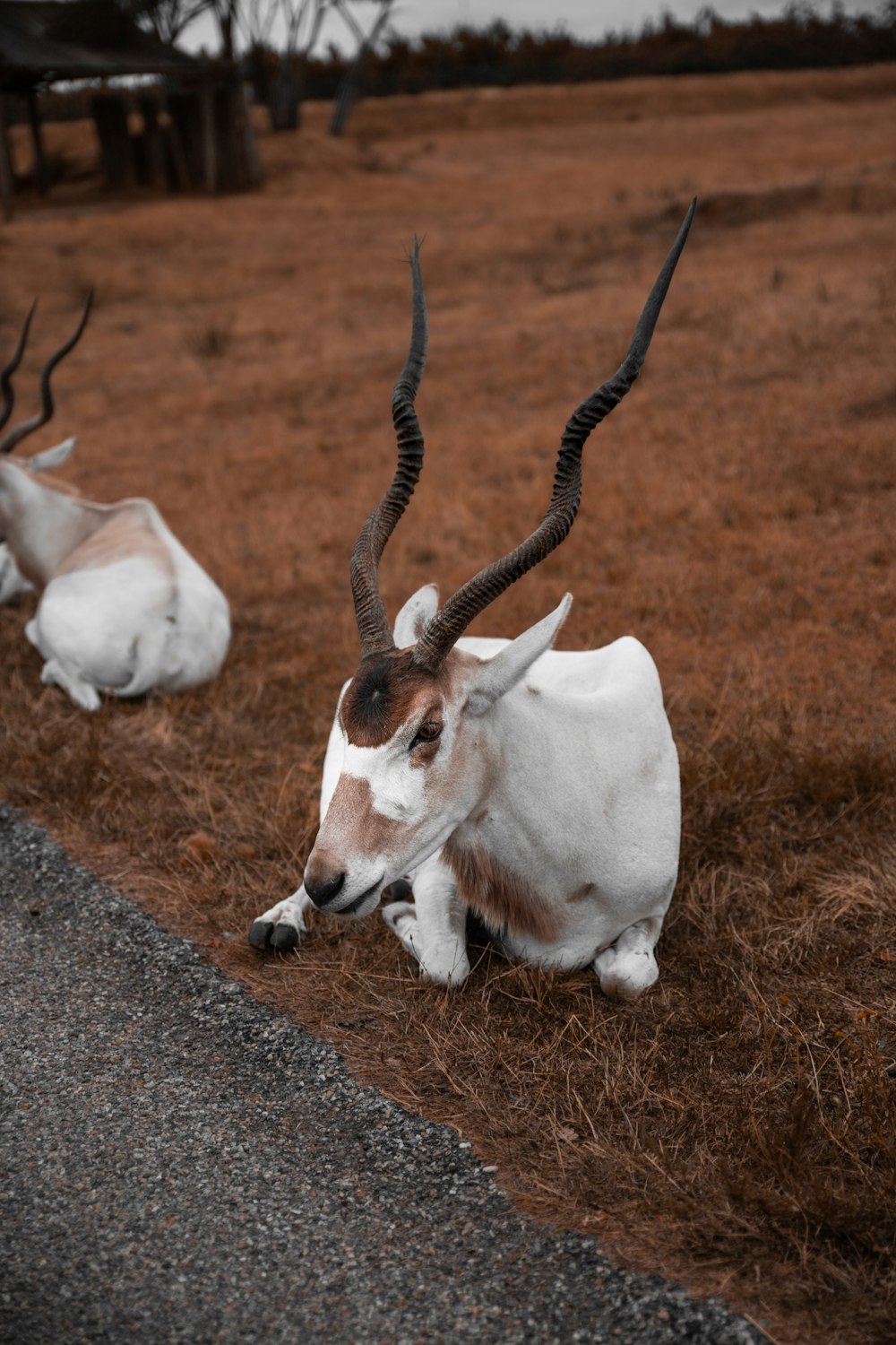 white and brown goat on brown soil during daytime
