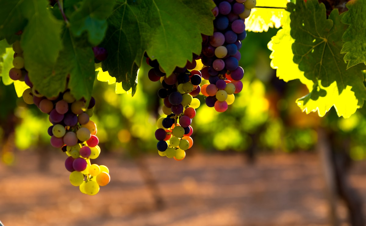 Grapes ready to be harvested. Photo by jose alfonso sierra / Unsplash