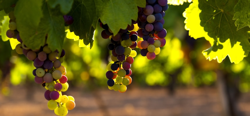 The Vineyard Of The Lord: The New Wine Offered To Us