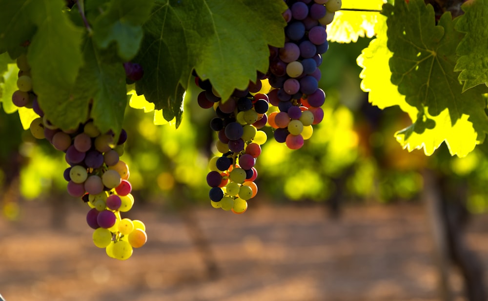 green and brown grapes during daytime