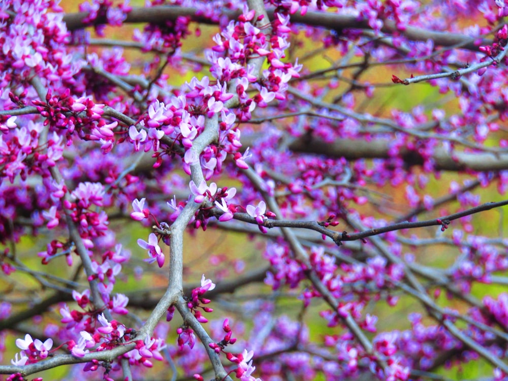 pink flowers on brown tree branch