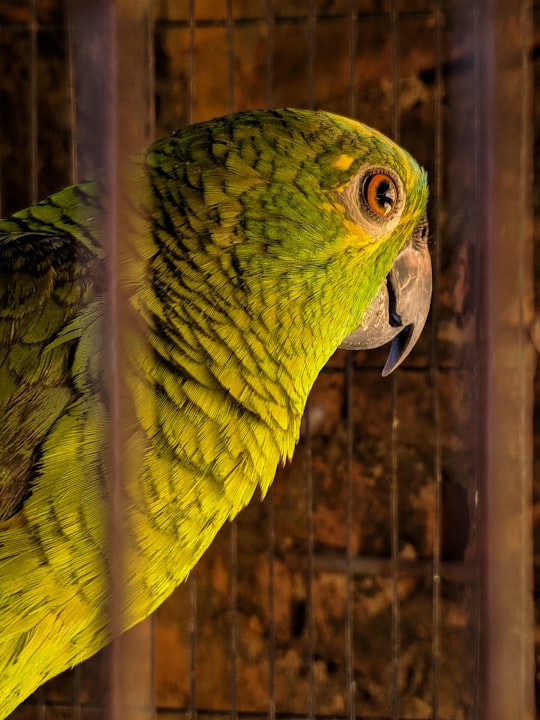green bird in black cage in Vianópolis Brasil