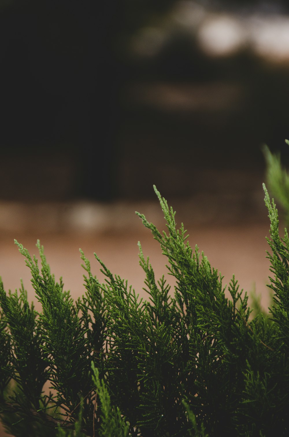 green grass in close up photography