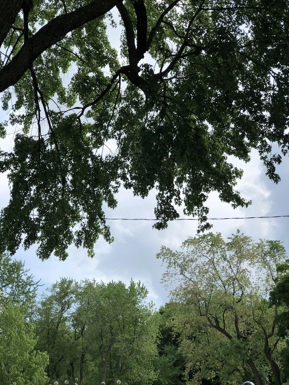 Árbol verde bajo el cielo azul durante el día