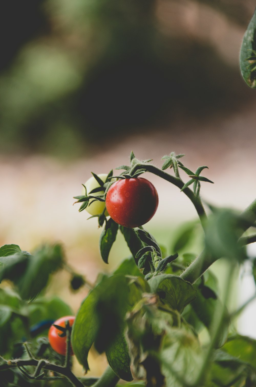 red round fruit on green plant