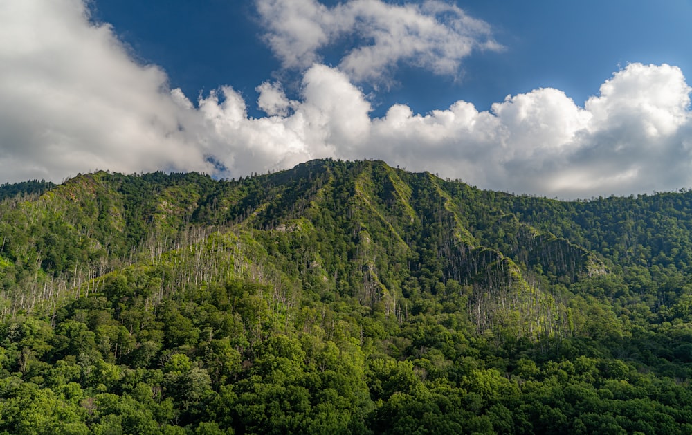 Great Smoky Mountains covered in trees with clouds above it.