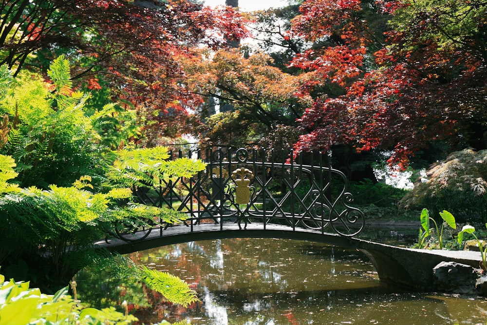 red and brown trees beside river