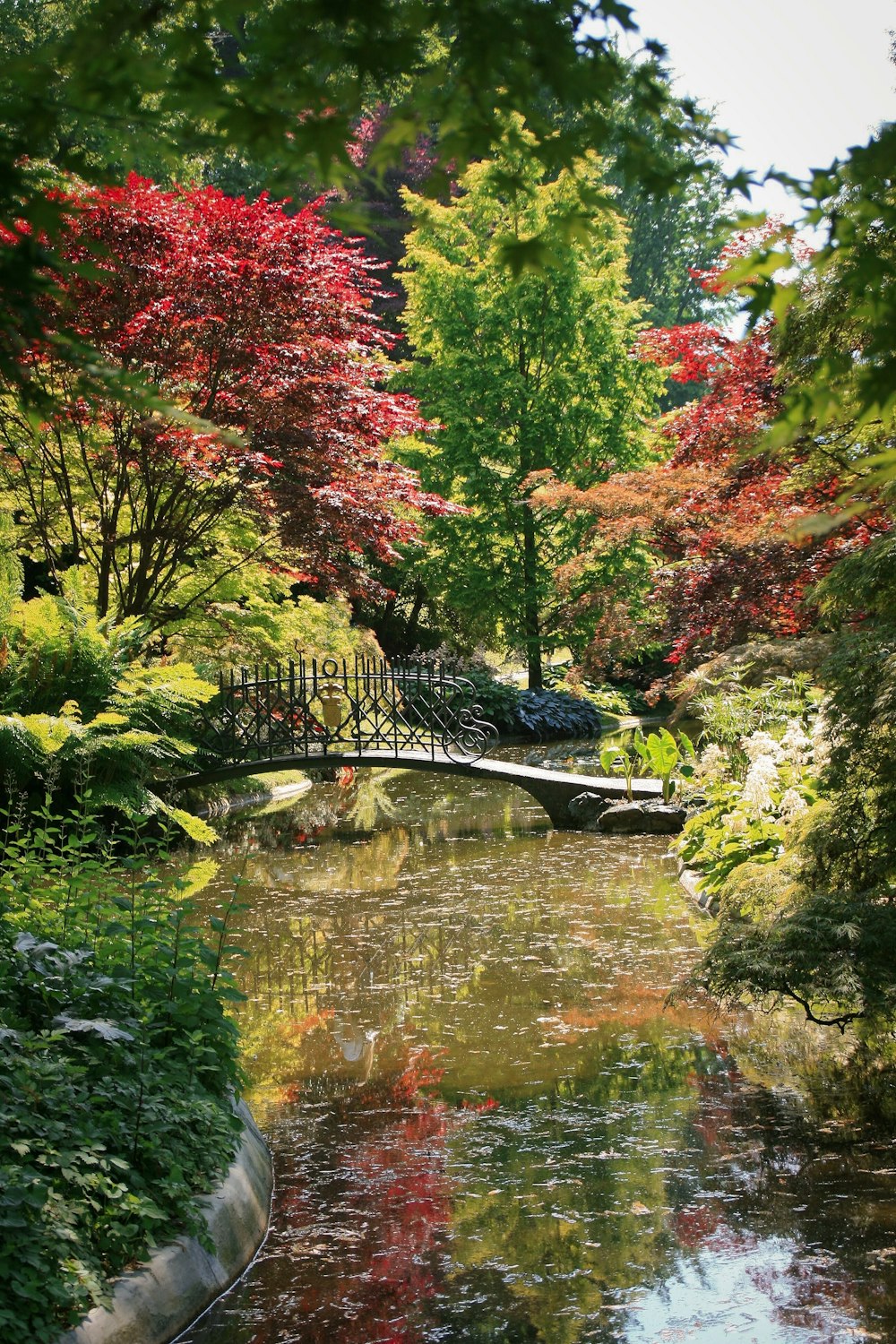 green and red trees beside river