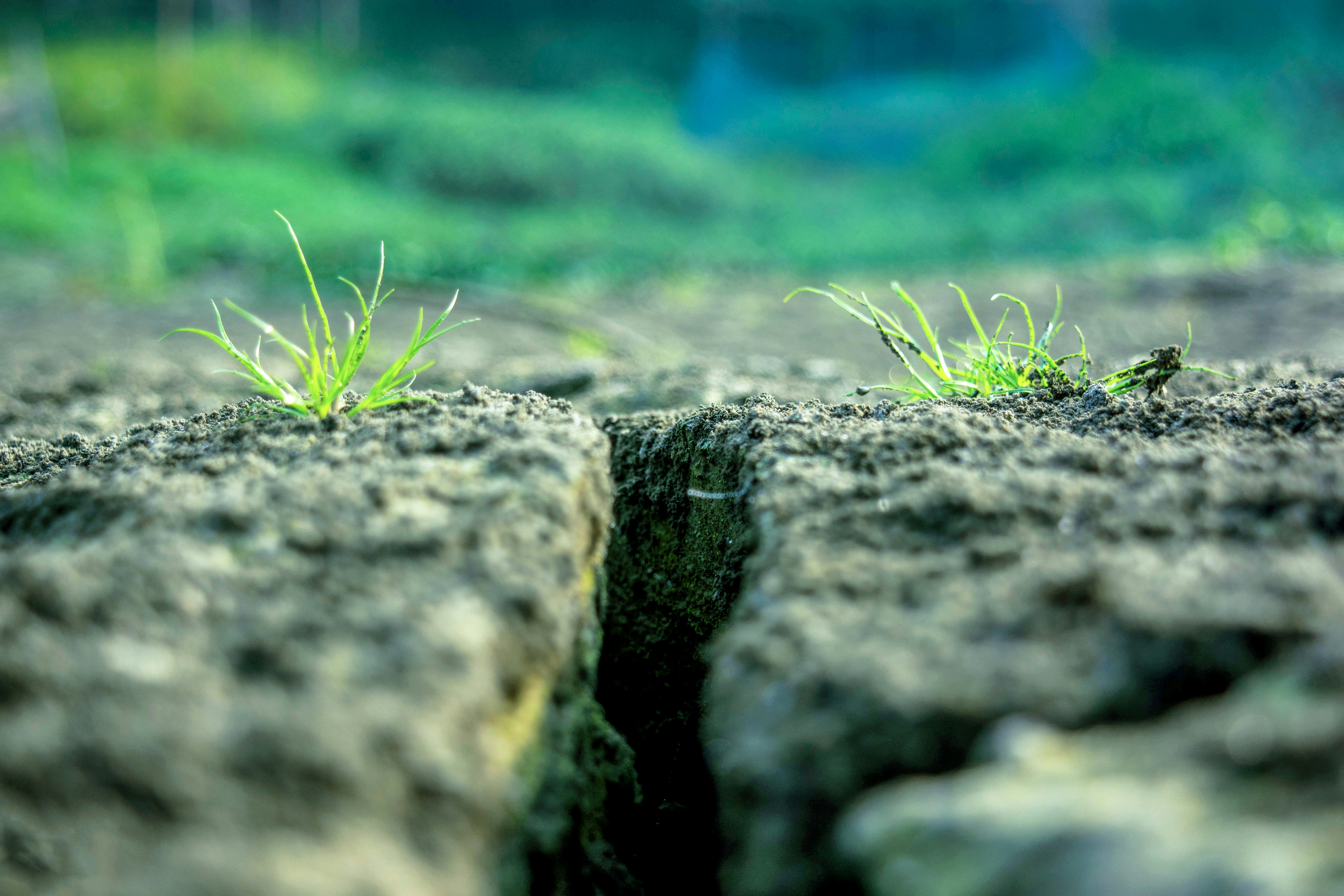 green grass on gray rock